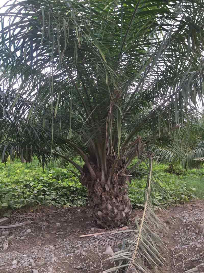 Palmera  Palma africana