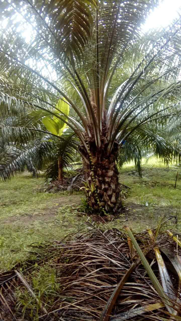 Palmera  Palma africana
