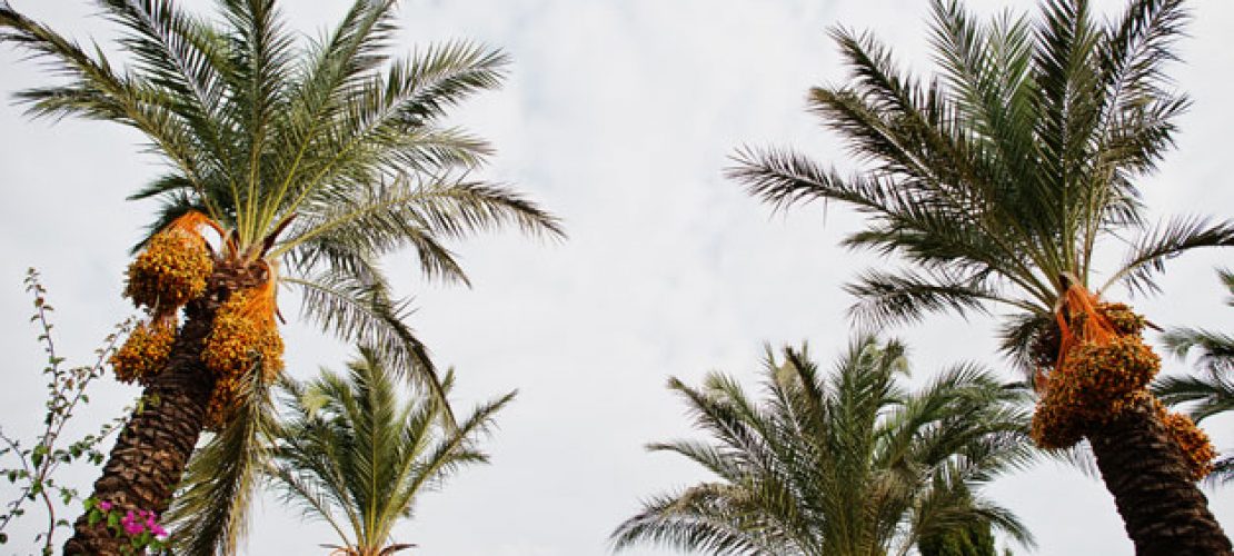 All you need to know about date palms
