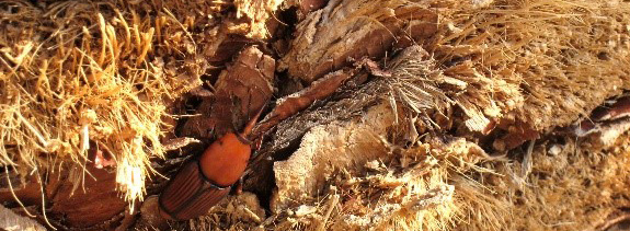 ARE THE RADICULAR ATTACKS A NEW FORM OF ATTACK OF THE RED PALM WEEVIL palm