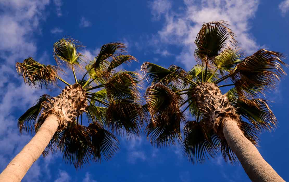All you need to know about Canary Island date palms 
