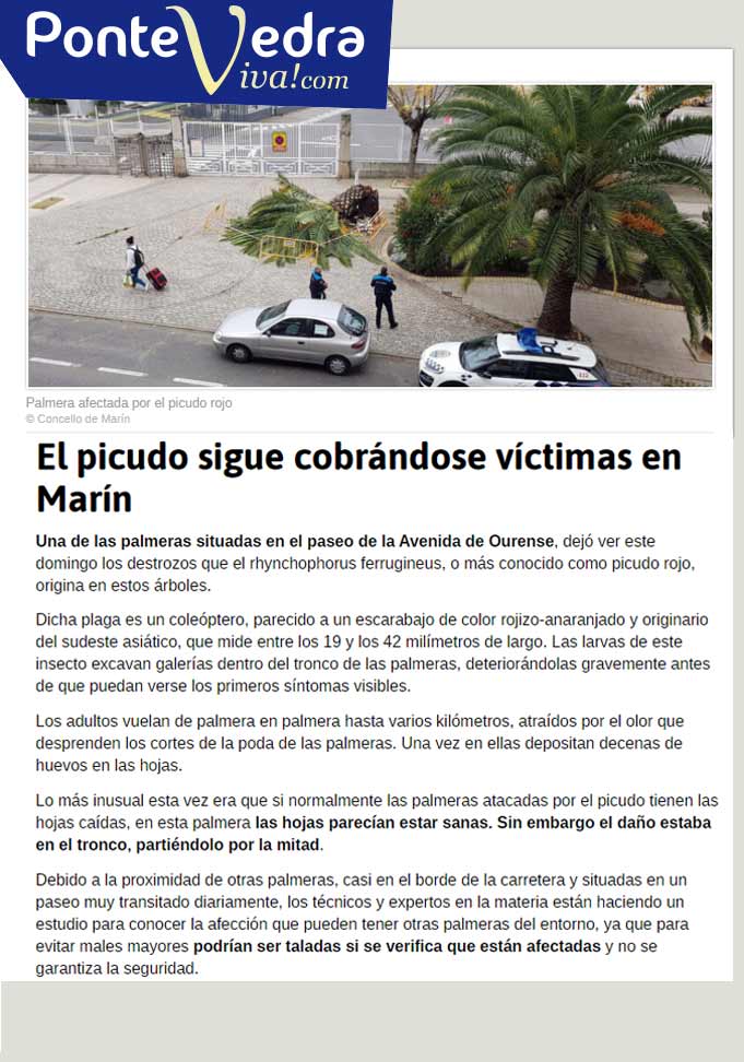 El-picudo-sigue-cobrándose-víctimas-en-Marín