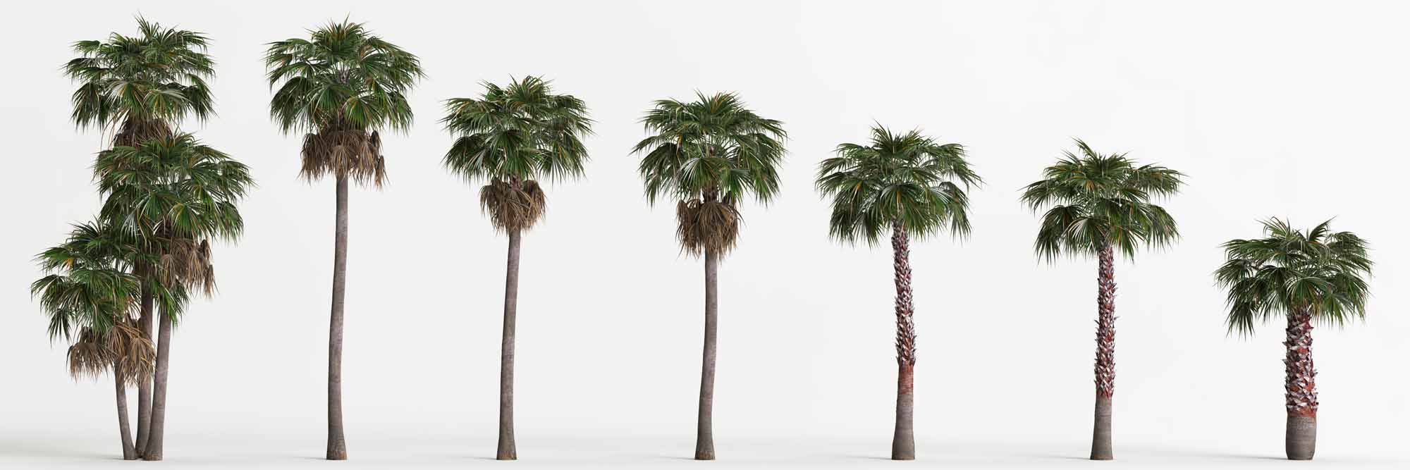 How long does a Washingtonia palm take to grow