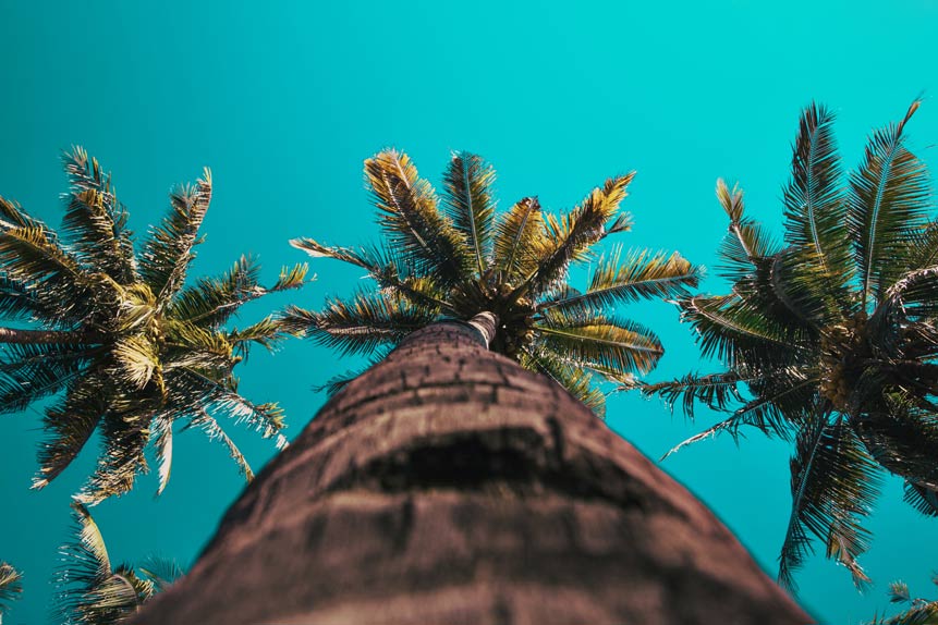 How tall does a coconut palm grow