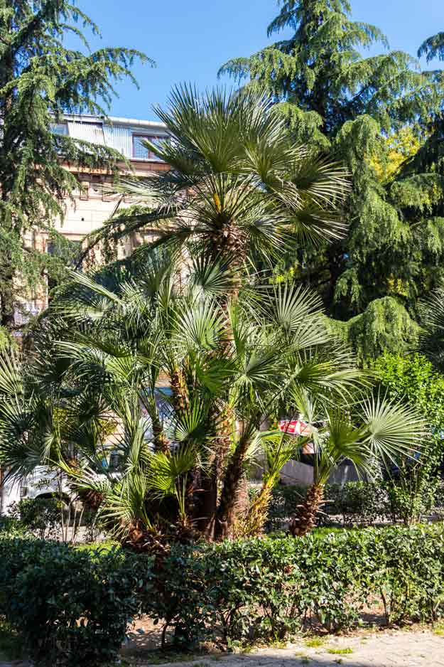 How tall does the Trachycarpus palm grow