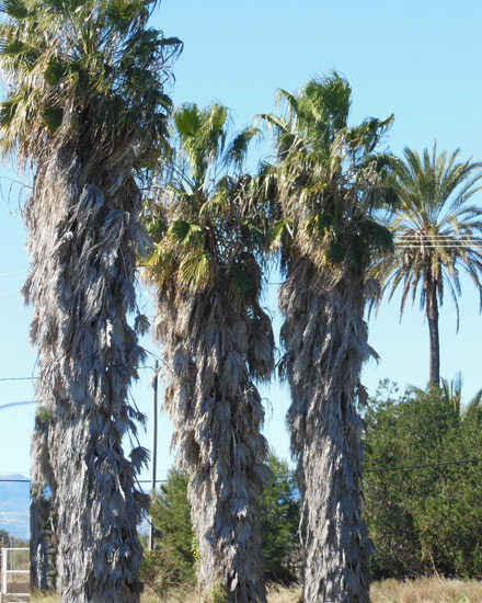 How to take care of a Washingtonia palm