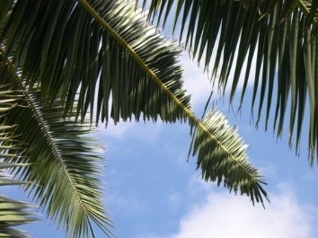 Les symptomes du charançon rouge du palmier canarien:feuilles rongées