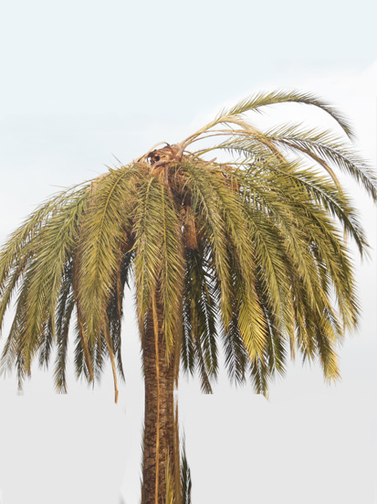 Les symptomes du charançon rouge du palmier canarienl’ asymétrie des couronnes