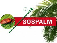 LogoSOSpalmPalmera - copia