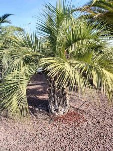 PALM TREES AFFECTED BY RED PALM WEEVIL AND HOW TO PREVENT IT-Butia-capitata
