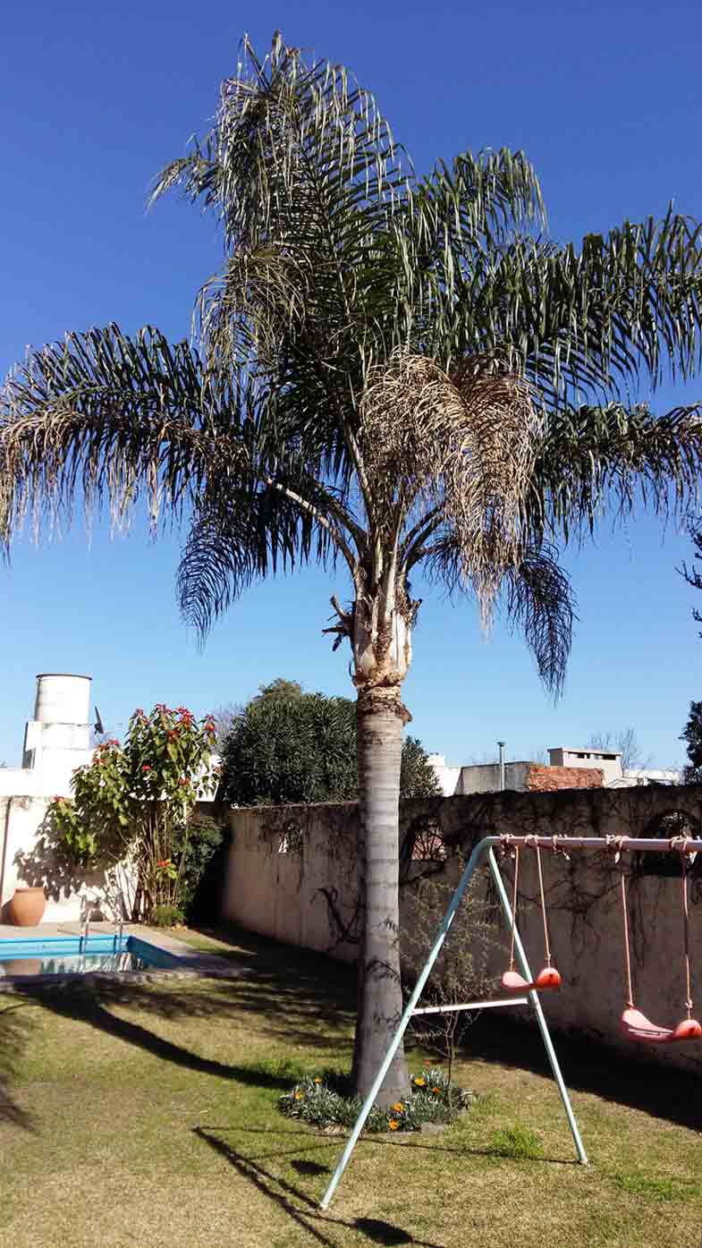 PALM TREES AFFECTED BY RED PALM WEEVIL AND HOW TO PREVENT IT Cocos nucifera