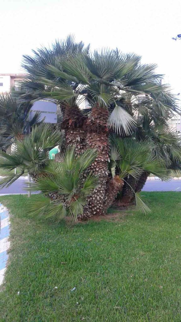PALM TREES AFFECTED BY RED PALM WEEVIL AND HOW TO PREVENT IT Palmera-Chamaerop-humilis