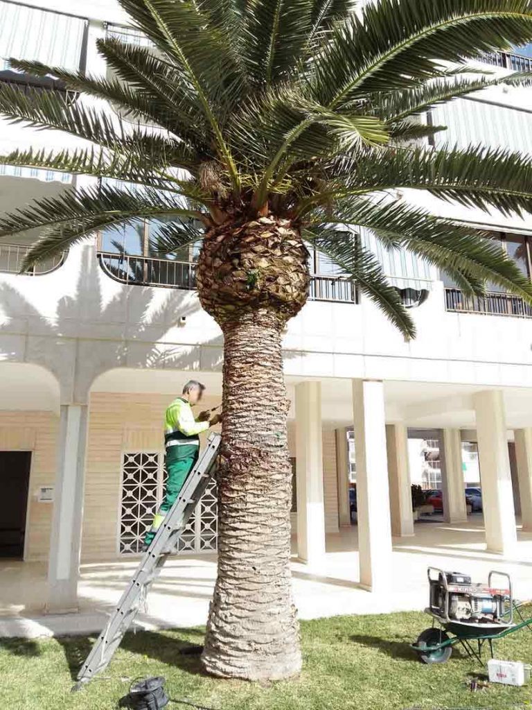 PALM TREES AFFECTED BY RED PALM WEEVIL AND HOW TO PREVENT ITPhoenix-canariensis-dif-