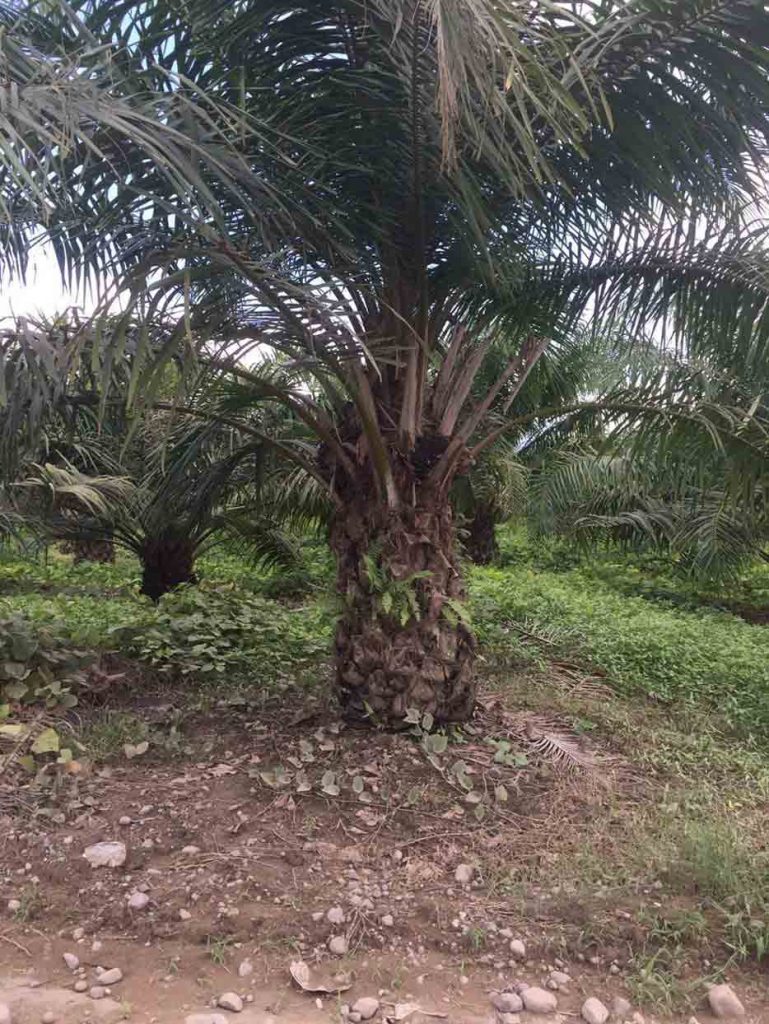 Elaeis guineensis palm