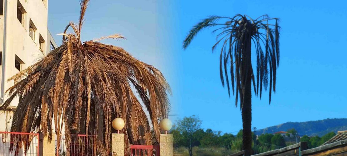 Quels dégâts le charançon rouge du palmier cause-t-il aux palmiers ?