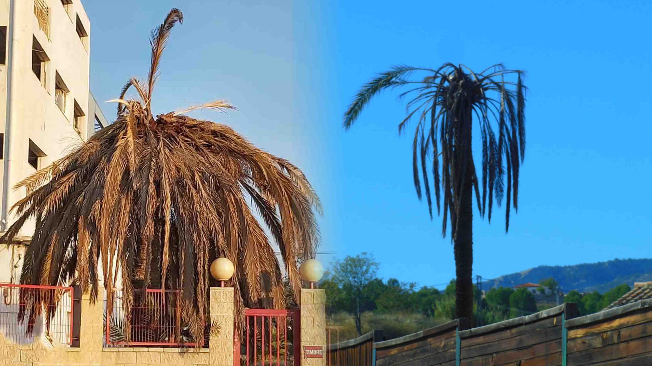 Quels dégâts le charançon rouge du palmier cause-t-il aux palmiers