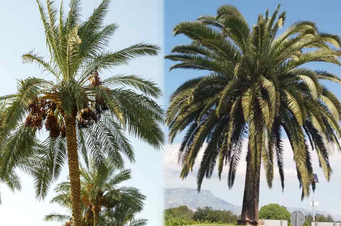 Quels types de palmiers existe-t-il