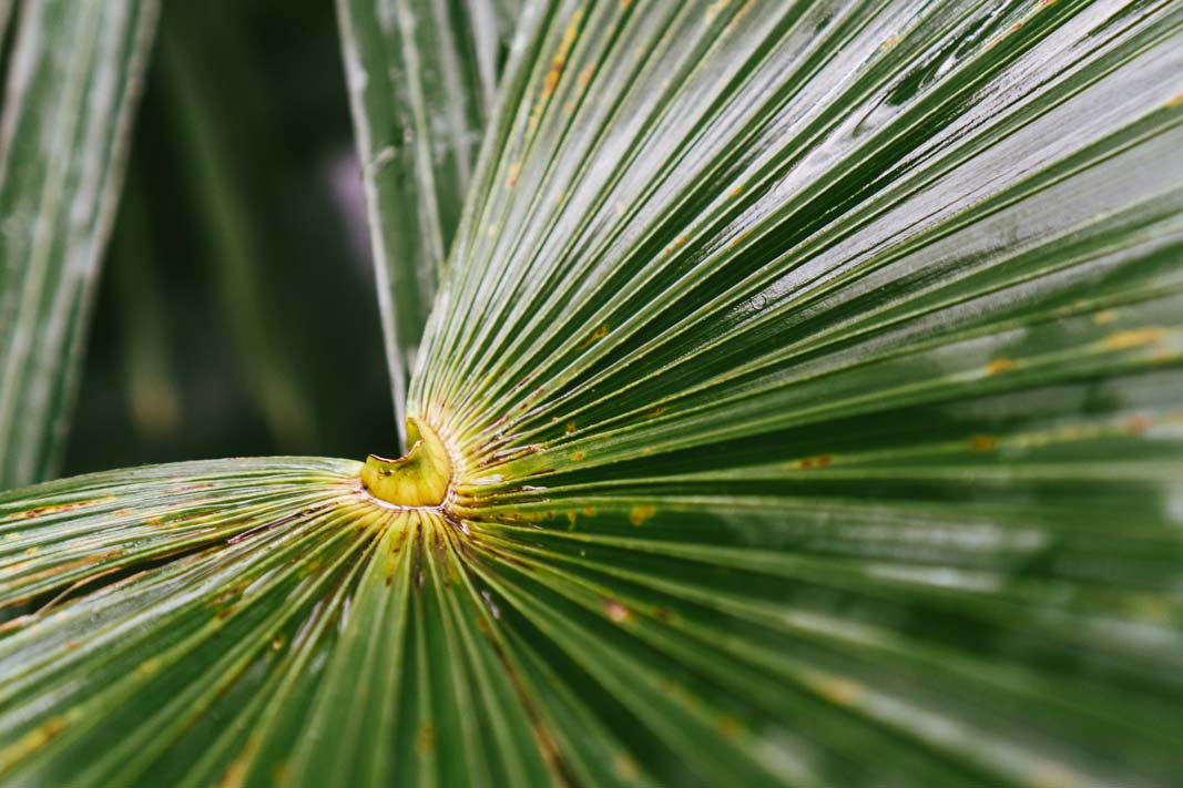Qu’est-ce que le palmier trachycarpus 