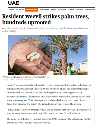 Red-palm-weevil-news-1