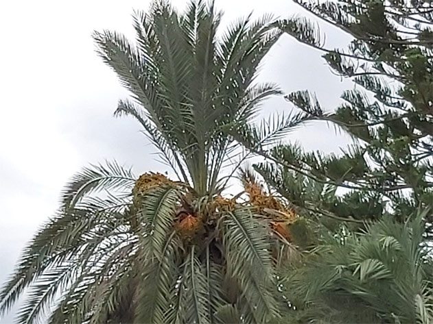 Síntoma Picudo Rojo asimetría en corona en palmera