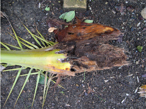 Síntoma Picudo Rojo hojas comidas encontradas en el suelo en palmera
