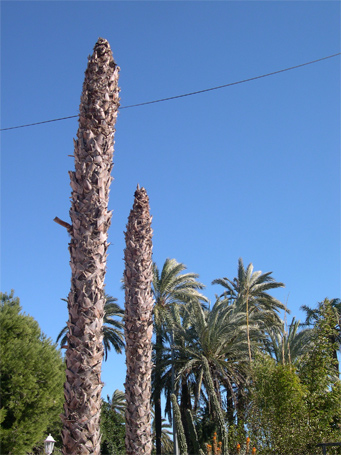 Sintomas del picudo rojo palmera Washingtonia robusta, Washingtonia filifera ataque cogollo 4
