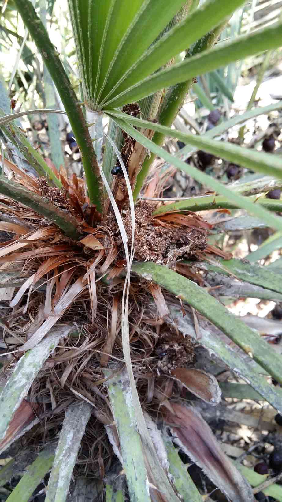 Symptoms-trachicarpus-palms-bud-attack-1