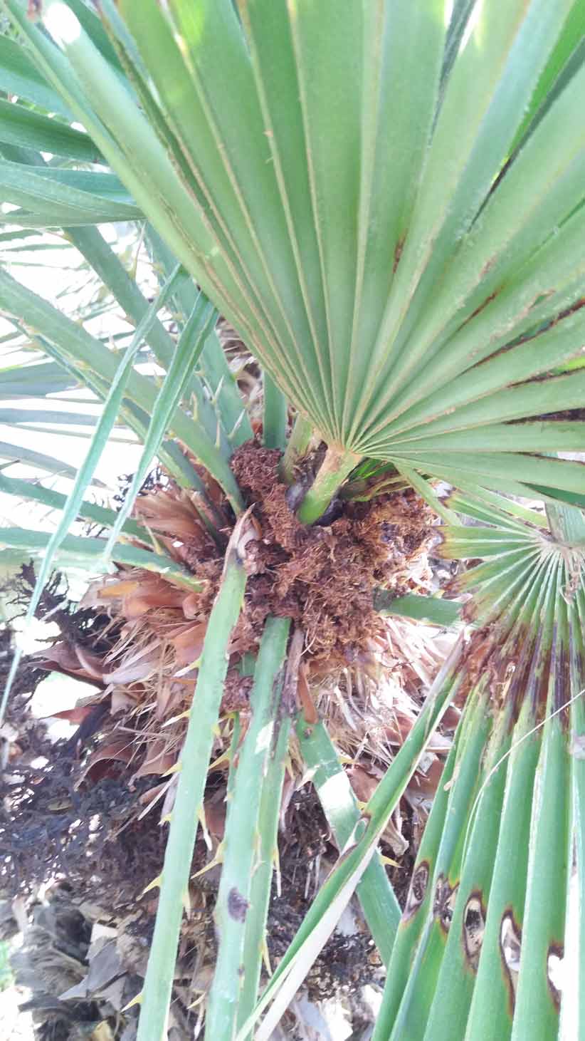 Symptoms-trachicarpus-palms-bud-attack-8-1