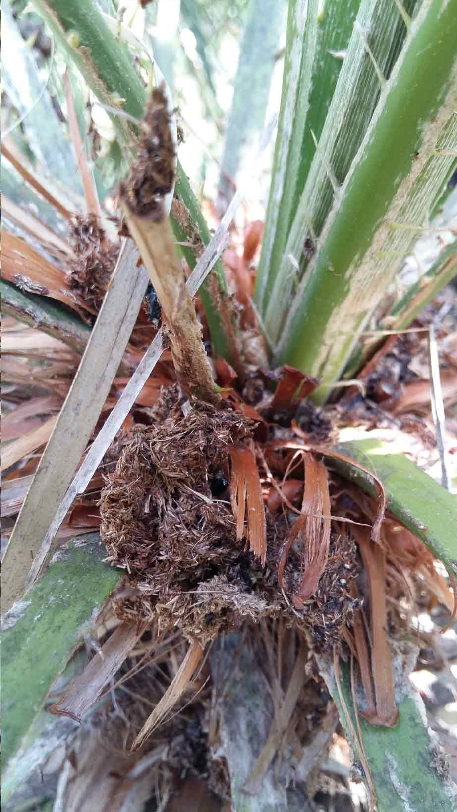 Symptômes-palmier-trachicarpus-attaque-du-coeur-du-palmier-2