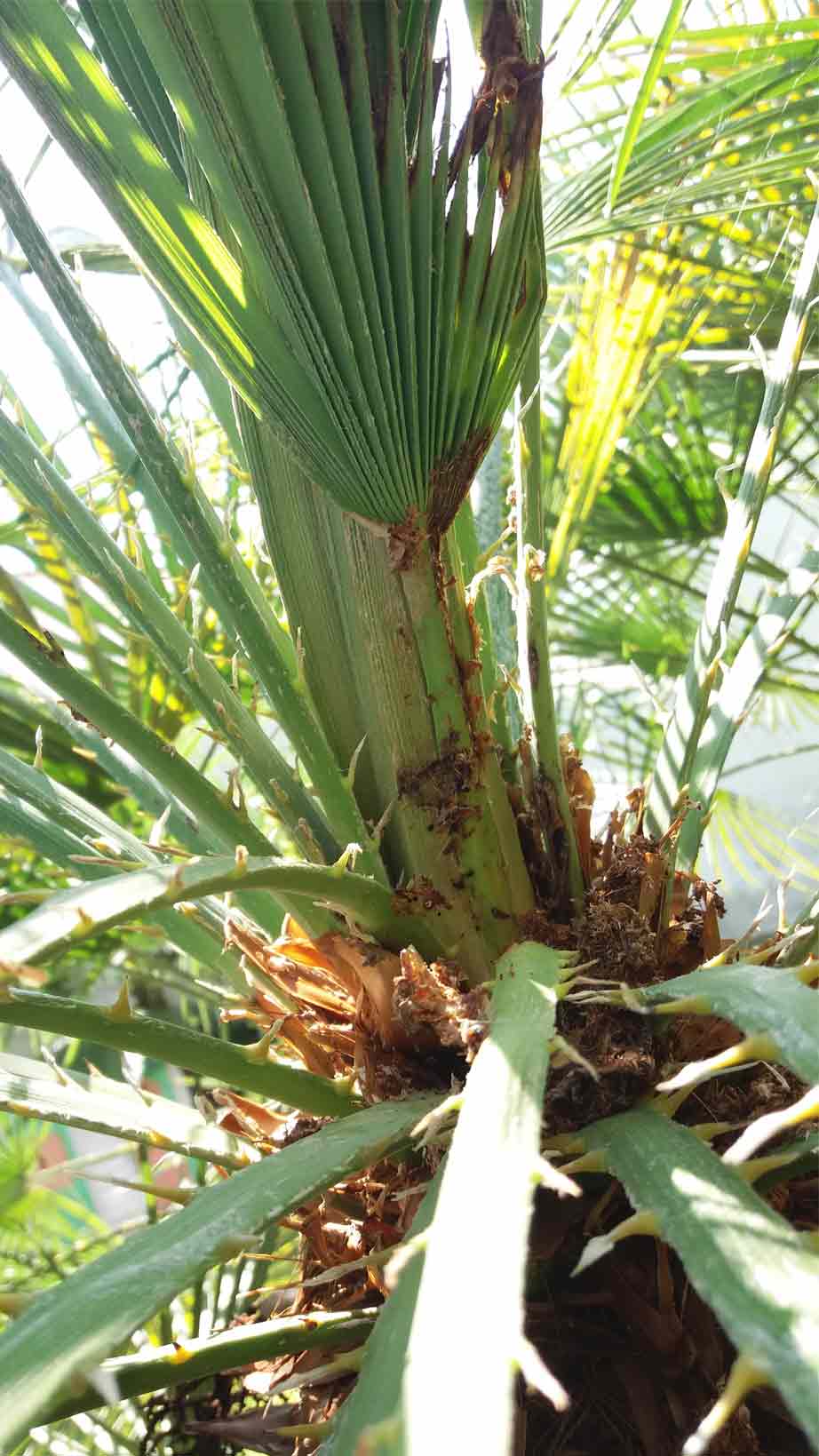 Symptômes-palmier-trachicarpus-attaque-du-coeur-du-palmier-4