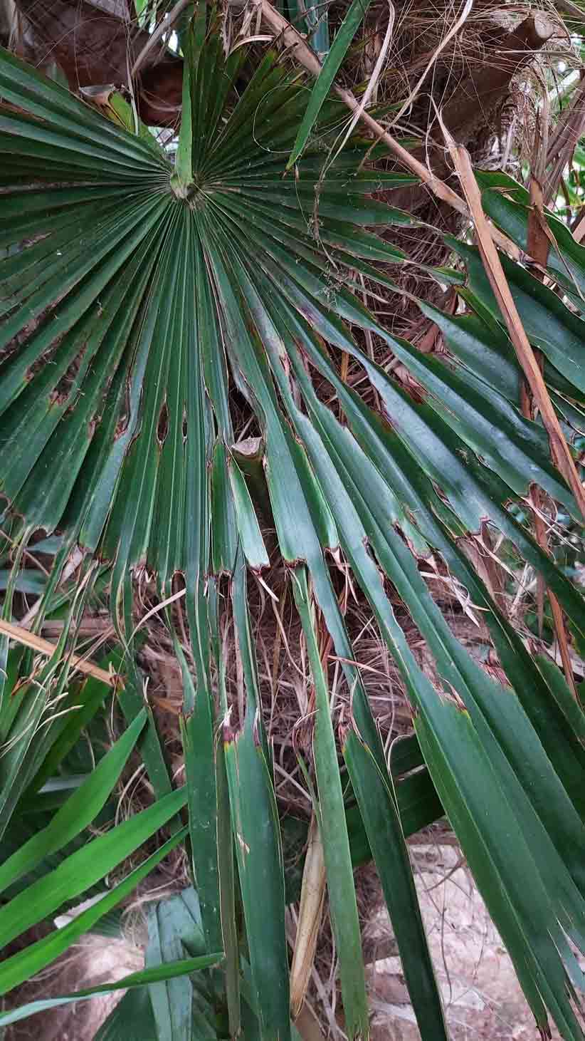 Symptômes-palmier-trachicarpus-attaque-du-coeur-du-palmier-6