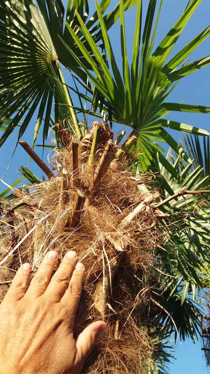 Symptômes-palmier-trachicarpus-attaque-du-coeur-du-palmier-7