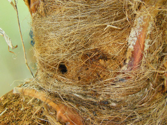 Symptômes-palmier-trachicarpus-attaques-latérales-5