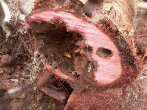 Síntomas del picudo rojo palmera Trachicarpus ataque basal 1
