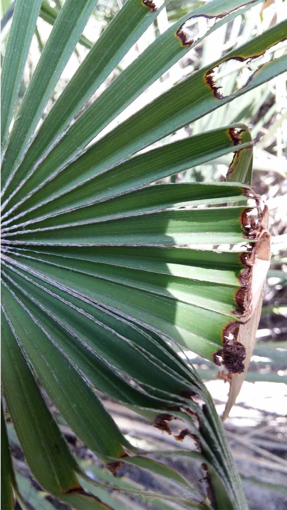 Síntomas-del-picudo-rojo-palmera-Trachicarpus-ataque-cogollol-3
