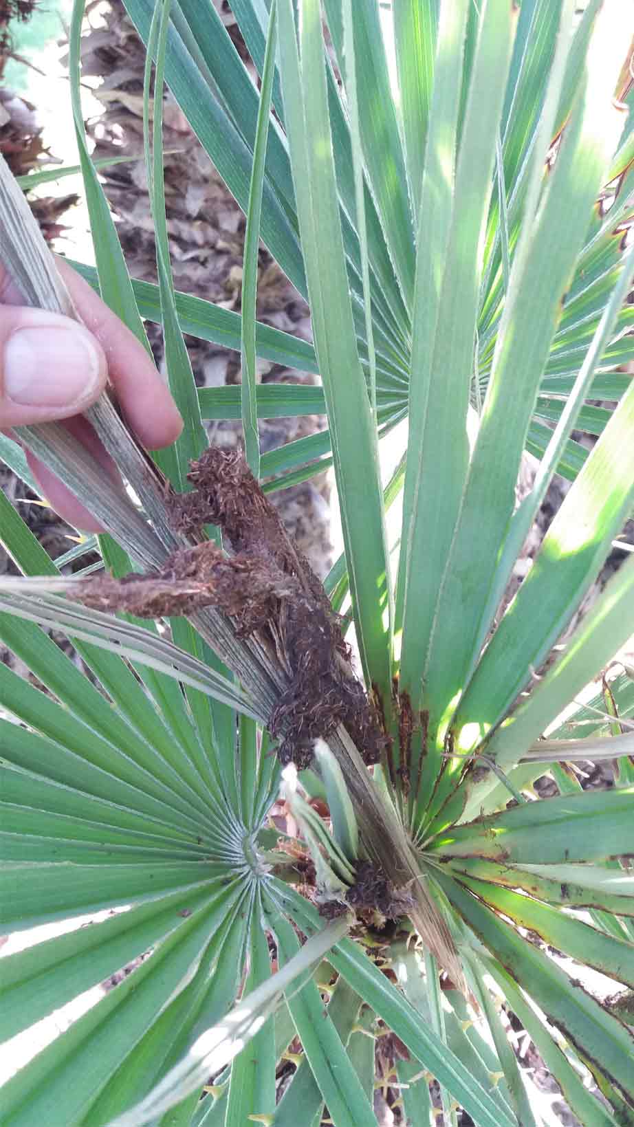 Síntomas-del-picudo-rojo-palmera-Trachicarpus-ataque-cogollol-5