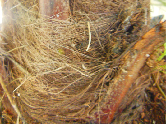 Síntomas-del-picudo-rojo-palmera-Trachicarpus-ataque-lateral-6