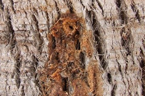 Síntomas-del-picudo-rojo-palmera-Washingtonia-robusta,-Washingtonia-filifera-ataque-basal-2.