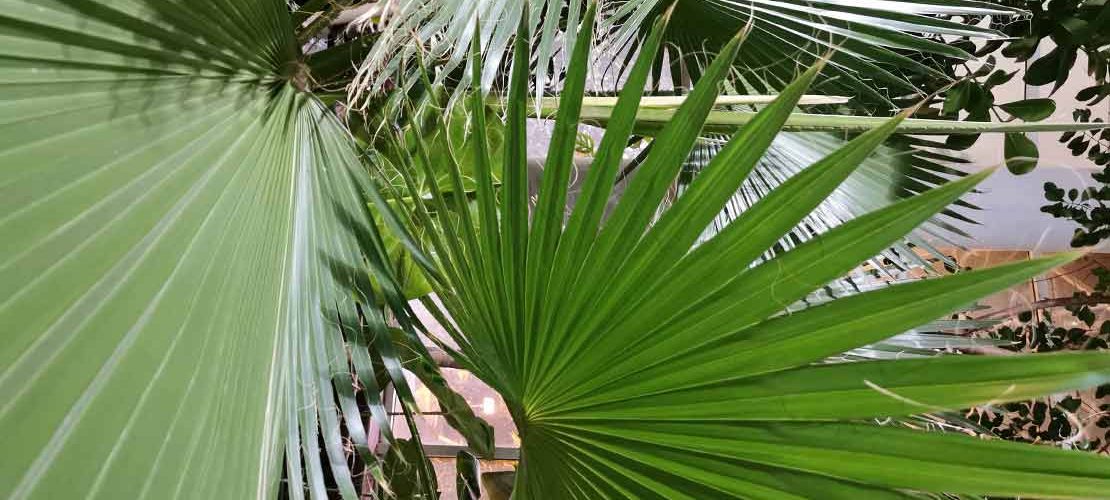 Tout ce que vous devez savoir sur le palmier Washingtonia