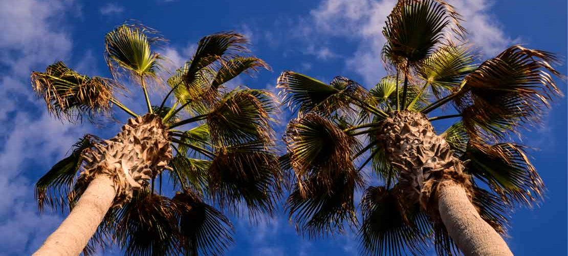 All you need to know about Canary Island date palms
