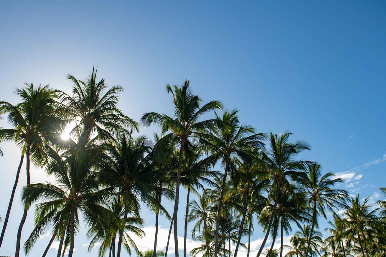 Todo lo que debes saber sobre las palmeras Cocoteras