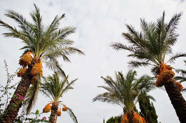 Todo lo que debes saber sobre las palmeras datileras