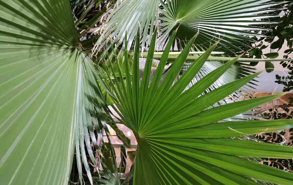Le palmier Washingtonia est originaire des états mexicains de Baja California et Sonora. Il porte le nom du premier président des États-Unis, George Washington. Il possède de grandes feuilles vertes en éventail et pousse dans les zones arides. Parmi ses principales caractéristiques, citons sa résistance au sel, sa croissance rapide et sa facilité d’entretien et de repiquage. Types de palmiers Washingtonia Il existe deux types de palmiers Washingtonia : Robusta ou palmier du Mexique. Filifera, californiana ou palmier Californien. Il existe plusieurs différences entre le Washingtonia robusta et le Washingtonia filifera. La principale différence est que le robusta a un tronc plus fin. Une troisième option est un hybride résultant de la combinaison des deux espèces, appelé filibusta. Il est plus proche du robusta que du filifera. Combien de temps faut-il pour faire pousser un palmier Washingtonia ? Une dizaine d’années. Sa croissance est l’une des plus rapides de tous les palmiers du monde. Son climat idéal est chaud. Comment prendre soin d’un palmier Washingtonia ? Voici quelques conseils pour en prendre soin : L’exposer à de bonnes conditions d’ensoleillement. Cependant, lorsqu’il est jeune, il tolère très bien l’ombre. Éviter l’engorgement du sol environnant. Il pousse même dans les sols alcalins et de très mauvaise qualité, les plus bénéfiques étant riches en manganèse, potassium et fer. Éviter de le garder à l’intérieur. L’arrosage peut être rare, bien qu’aux premiers stades, il soit bon de fournir de petites quantités d’eau quotidiennement. De quel arrosage un palmier Washingtonia a-t-il besoin ? Lorsqu’il est petit, deux ou trois arrosages par semaine suffisent. À partir d'un an, un niveau faible à modéré est l’option optimale. Combien de temps vit le palmier Washingtonia ? Son espérance de vie est d’environ 100 ans. De combien un palmier Washingtonia pousse-t-il en un an ? Jusqu’à un mètre, voire 1,2 mètre. Cela est particulièrement vrai dans les climats chauds, qui lui conviennent parfaitement. Il s’agit de l’une des espèces les plus hautes de la planète. À l’âge adulte, il atteint parfois plus de 15 mètres et, sous l’action du vent, il a tendance à se courber et à s’incliner de façon permanente. Quand les palmiers Washingtonia doivent-ils être taillés ? La taille doit être effectuée en automne, dans les périodes où les températures sont un peu plus fraîches. De plus, voici quelques recommandations : Tailler les frondes mortes ou sèches. Ne pas tailler avec une machette ou un couteau, mais avec des ciseaux ou, pour les grands palmiers, avec un sécateur. Ne pas tailler au moins la moitié des frondes vertes pour permettre à la photosynthèse de se dérouler correctement. Sinon, sa santé peut être mise en péril. Chez Sos Palm, nous disposons du meilleur traitement pour éliminer le charançon rouge : l’endothérapie. Ce coléoptère peut infester les palmiers Washingtonia et les tuer. Il est donc essentiel de prévenir leur apparition ou de les éliminer s’ils ont déjà colonisé la plante.