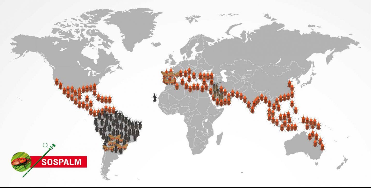 WORLD DISTRIBUTION OF THE COLEOPTERS THAT ATTACK THE PALMS