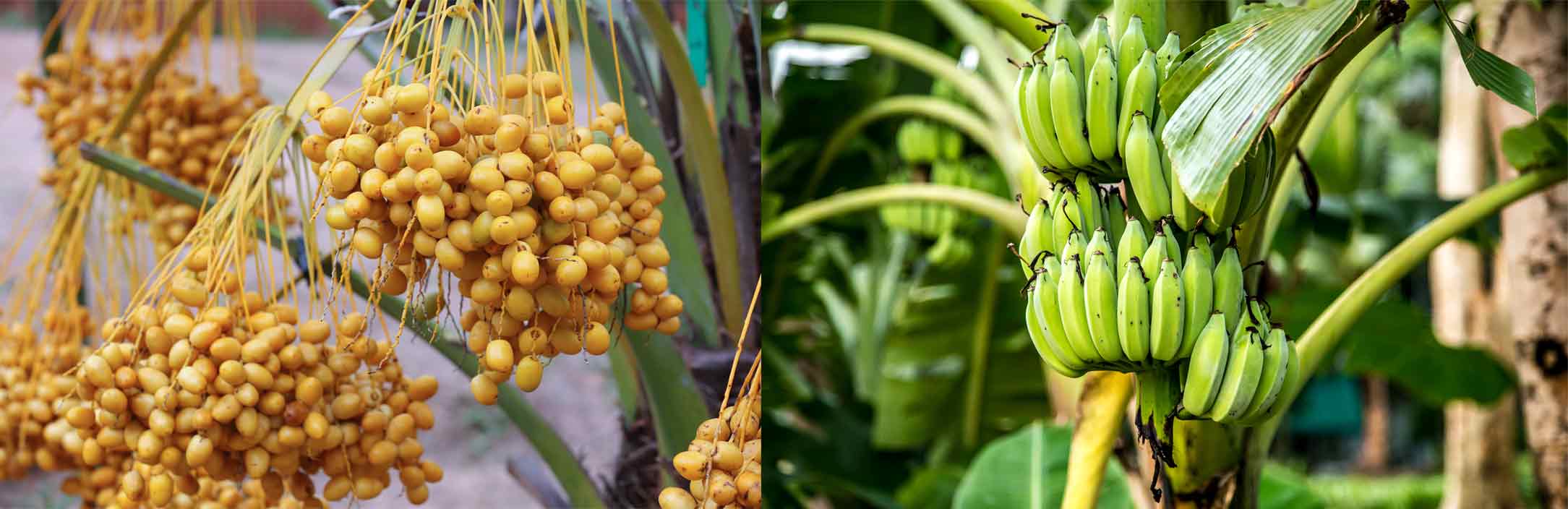 What fruit does the Canary Island date palm produce