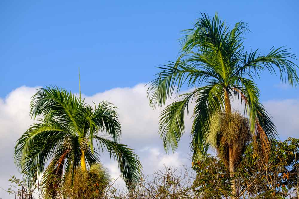 When should coconut palms be pruned