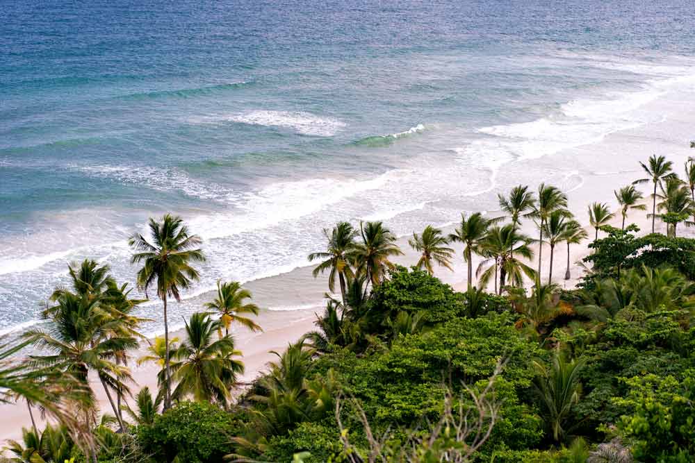 Where do coconut palms grow