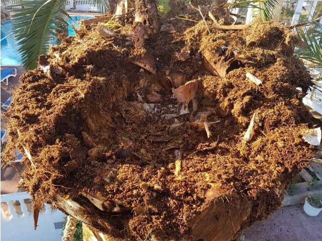 red-weevil-symptoms-canary-palm-killed-9.
